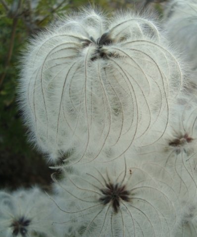 Clematis villosa subsp. stanleyi fruit, old and dry 